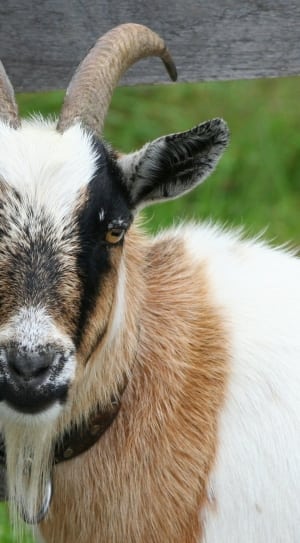 Goat, Boer Bok, Horns, Domestic, Ram, animal themes, domestic animals thumbnail