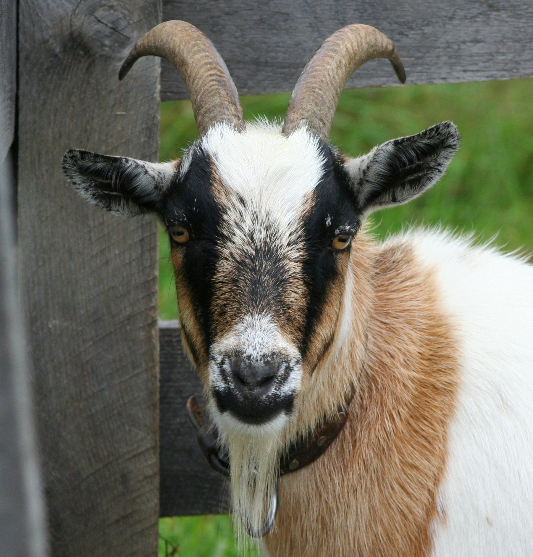 Goat, Boer Bok, Horns, Domestic, Ram, animal themes, domestic animals