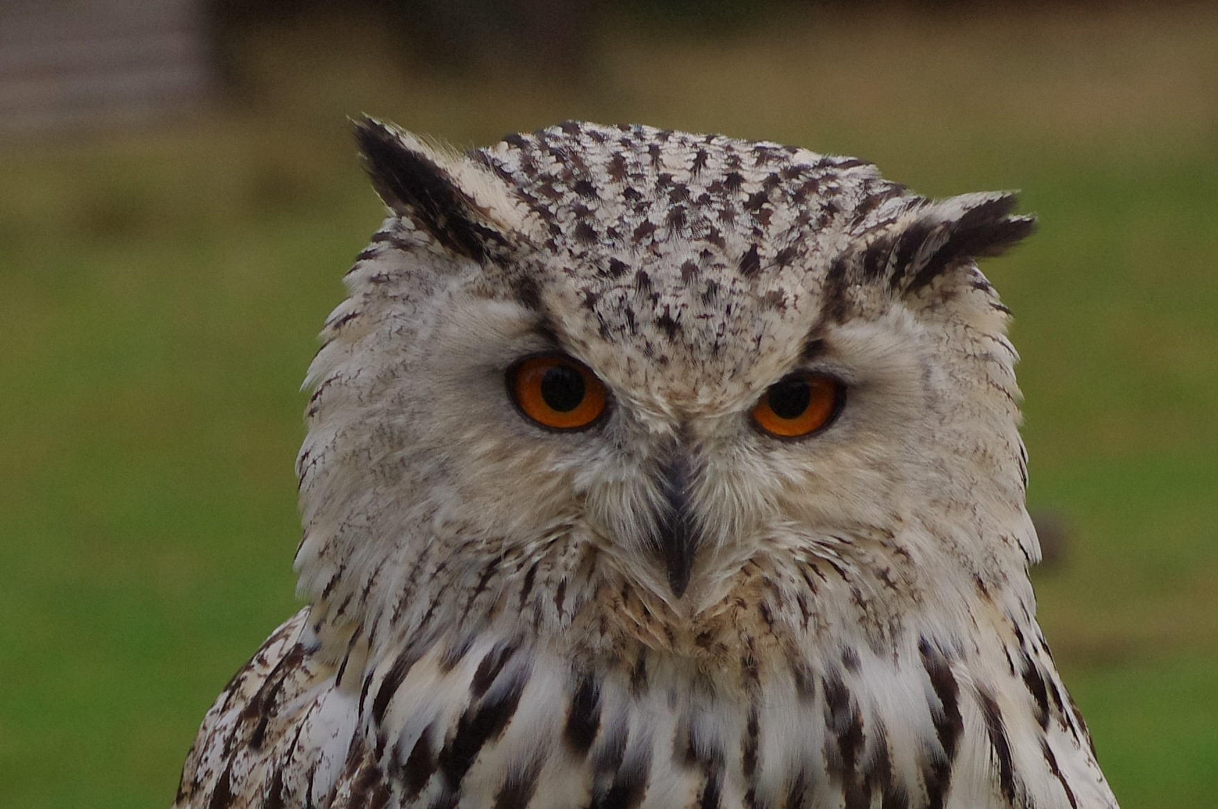 blakiston's fished owl