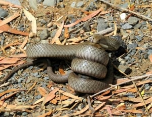 gray rattle snake thumbnail