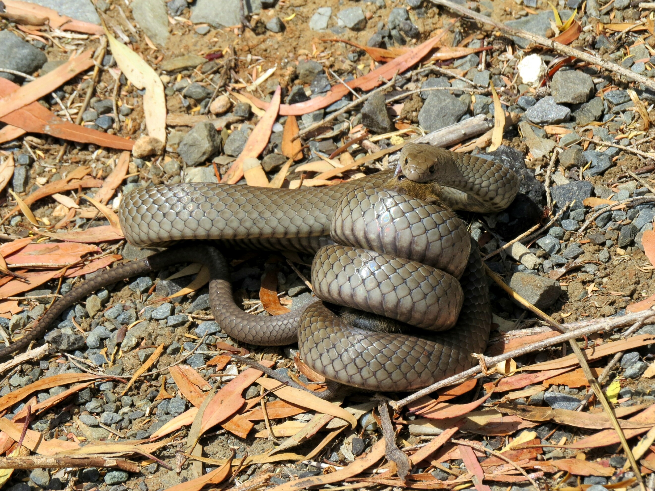 gray rattle snake