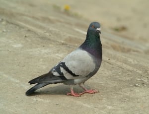gray and black pigeon thumbnail