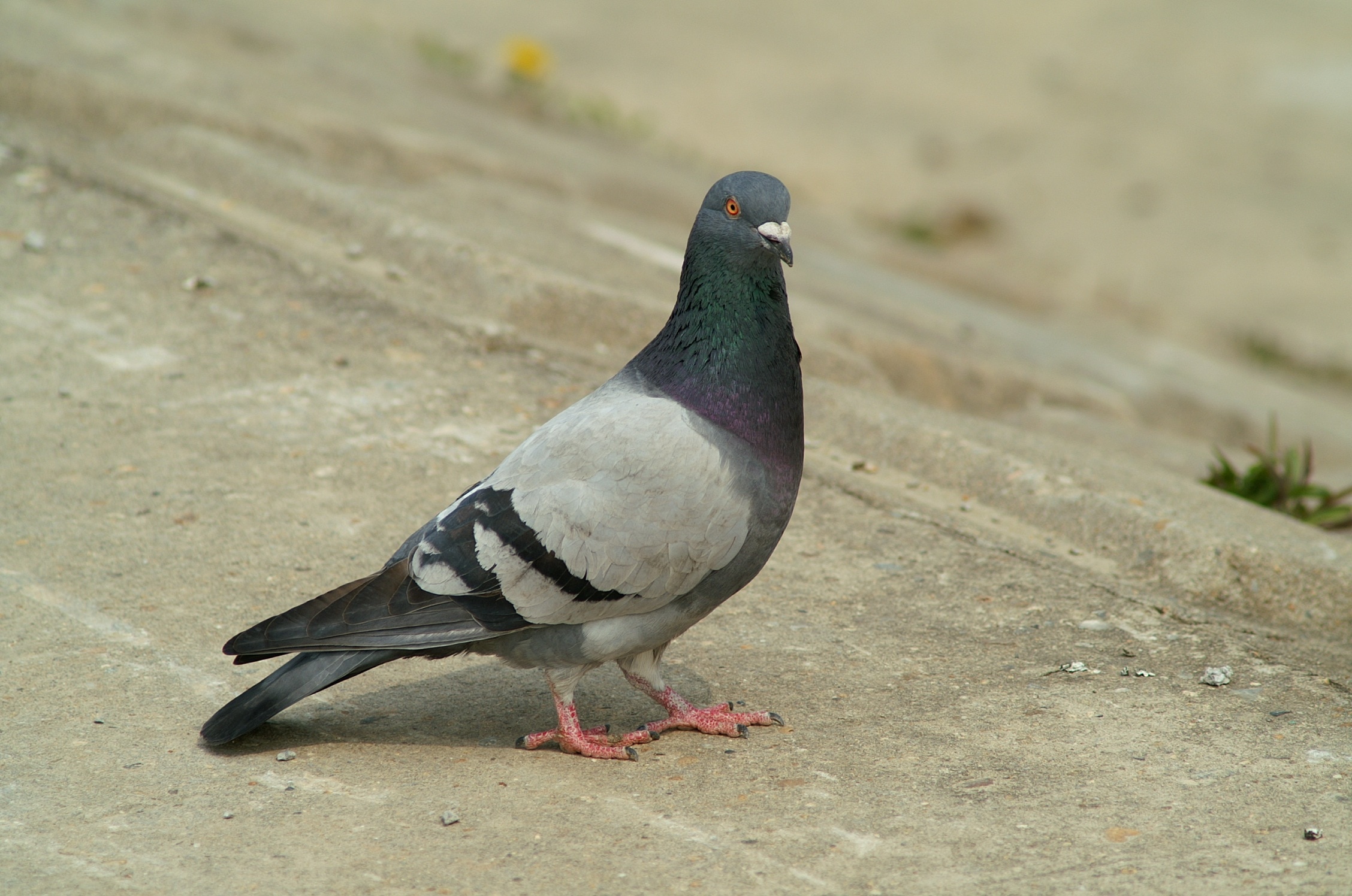 gray and black pigeon
