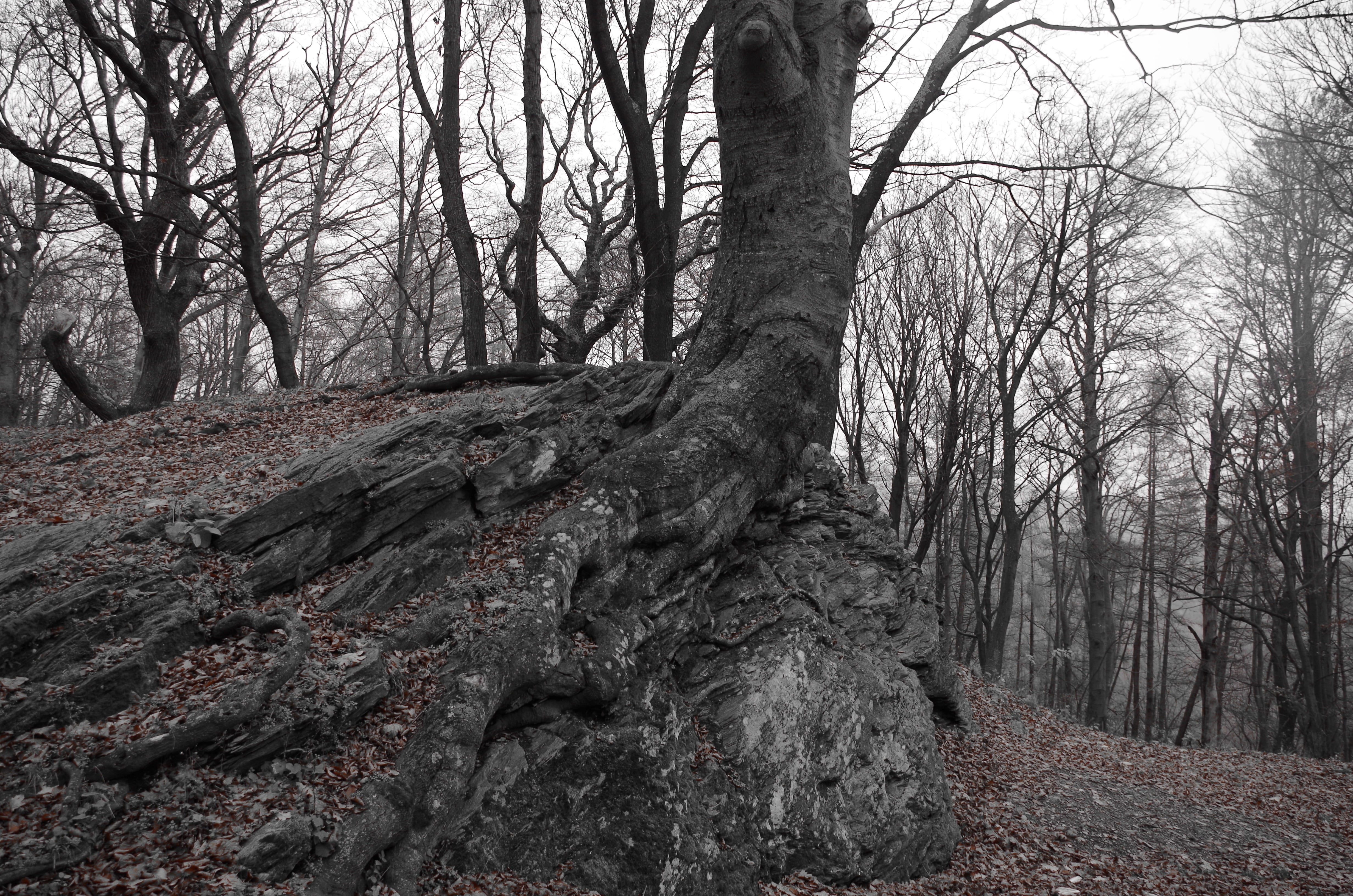 gray leafless tree