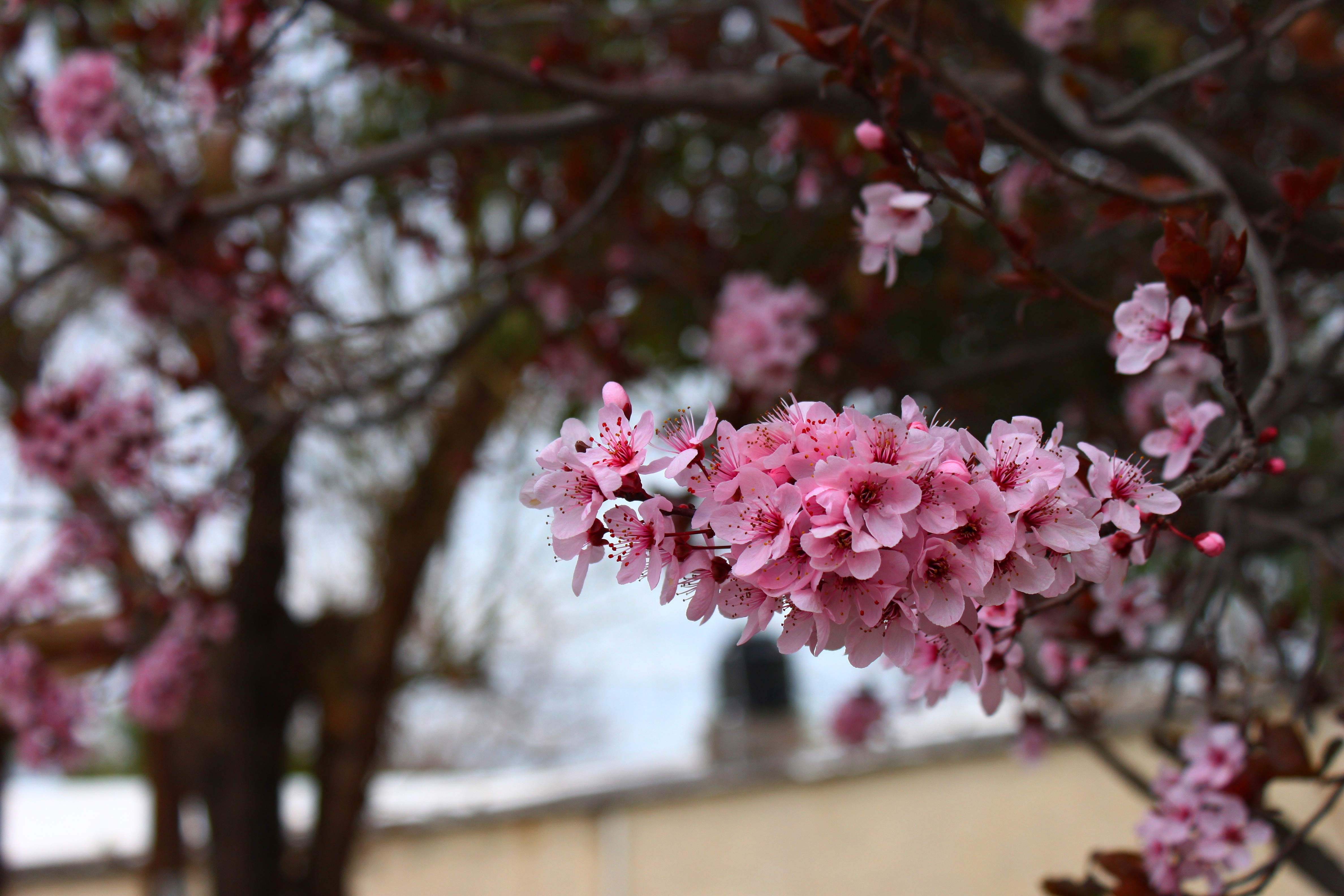 Розовая вишня букв. Цветение вишни Аморель розовой. Вишни в цвету. Цветущая вишня дерево. Цветущая Сакура.
