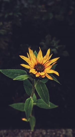yellow and green sunflower thumbnail