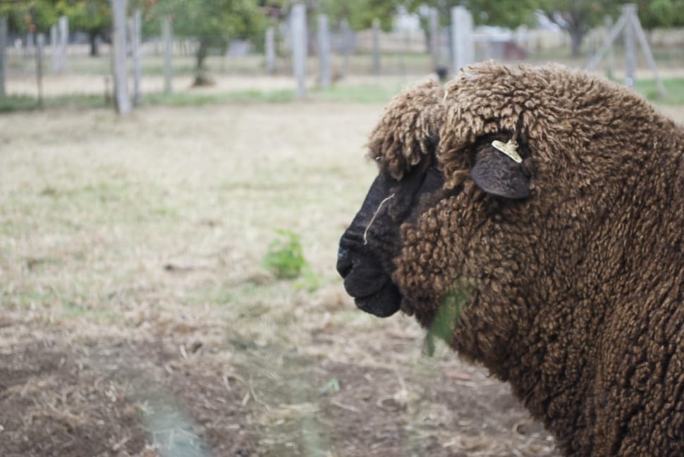 brown sheep preview