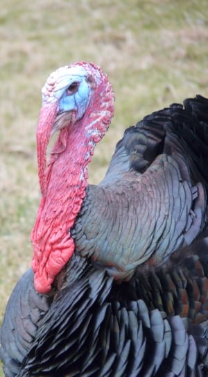 black and red turkey thumbnail