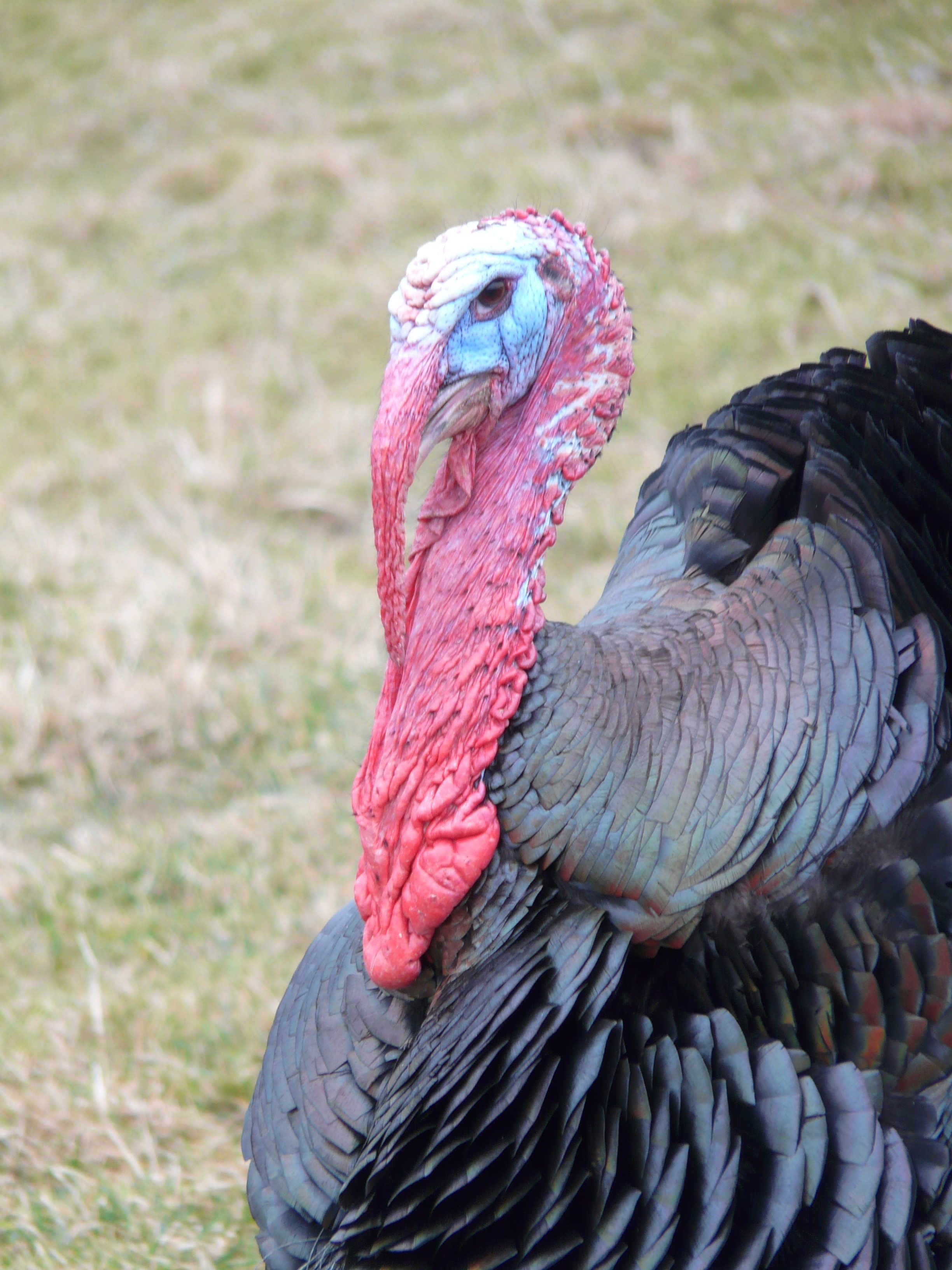 black and red turkey