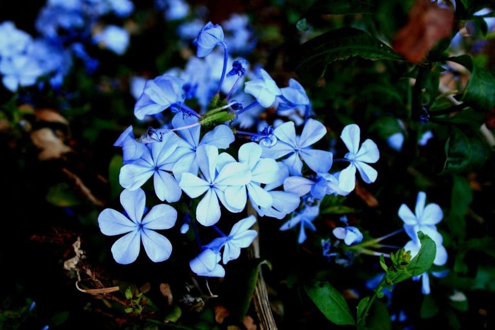 white and blue flower preview