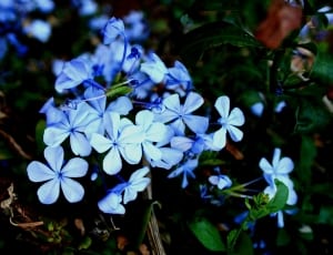 white and blue flower thumbnail