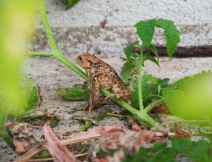 gray, black and beige toad on green leaf plant during daytime thumbnail