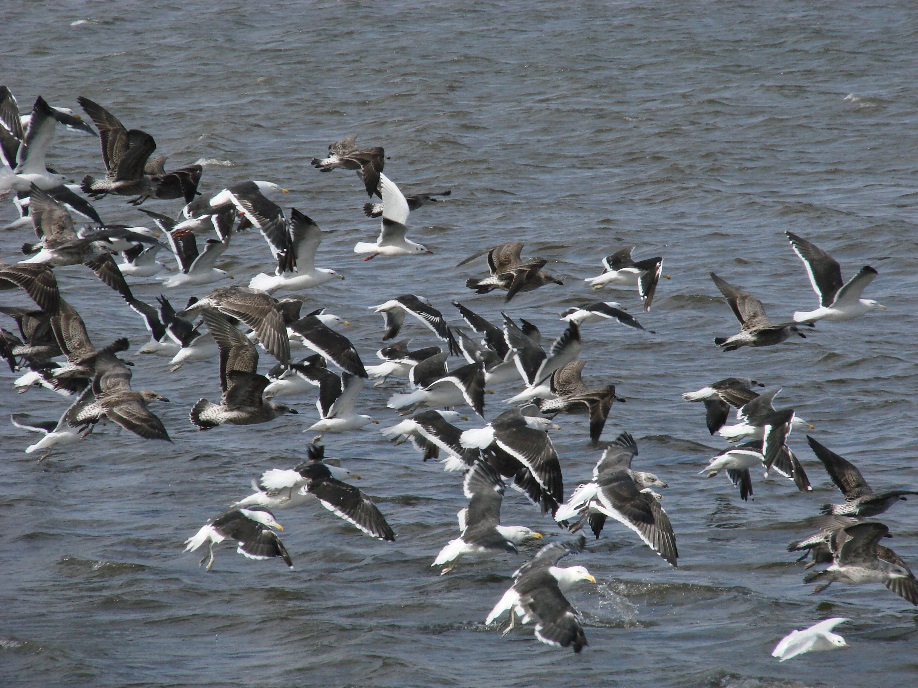 flock of white and grey birds