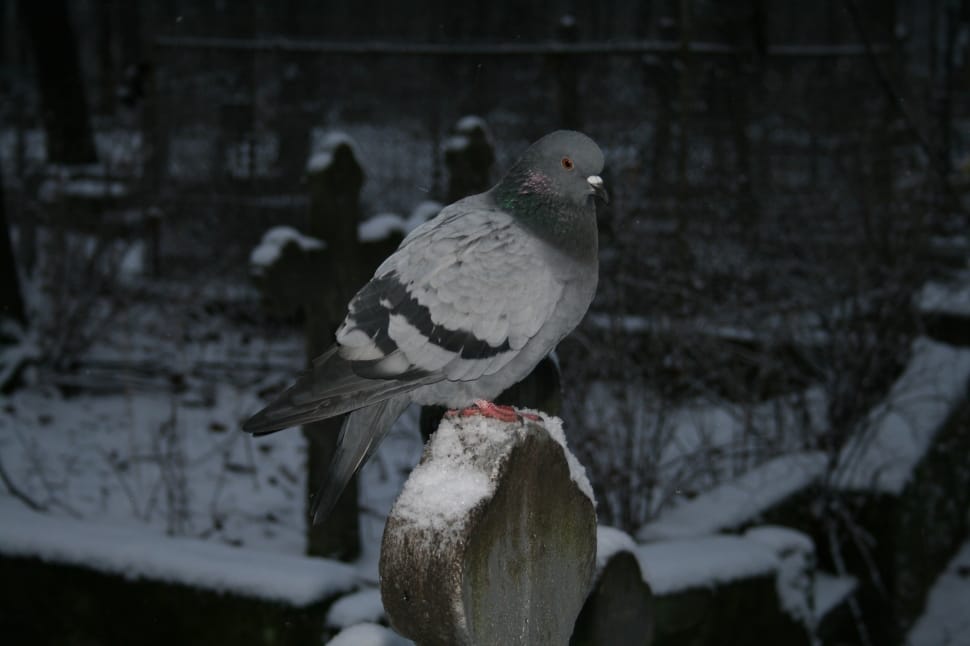 black and gray pigeon preview