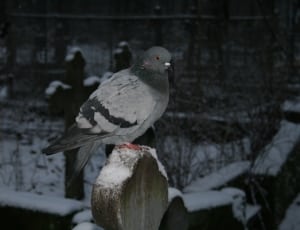 black and gray pigeon thumbnail