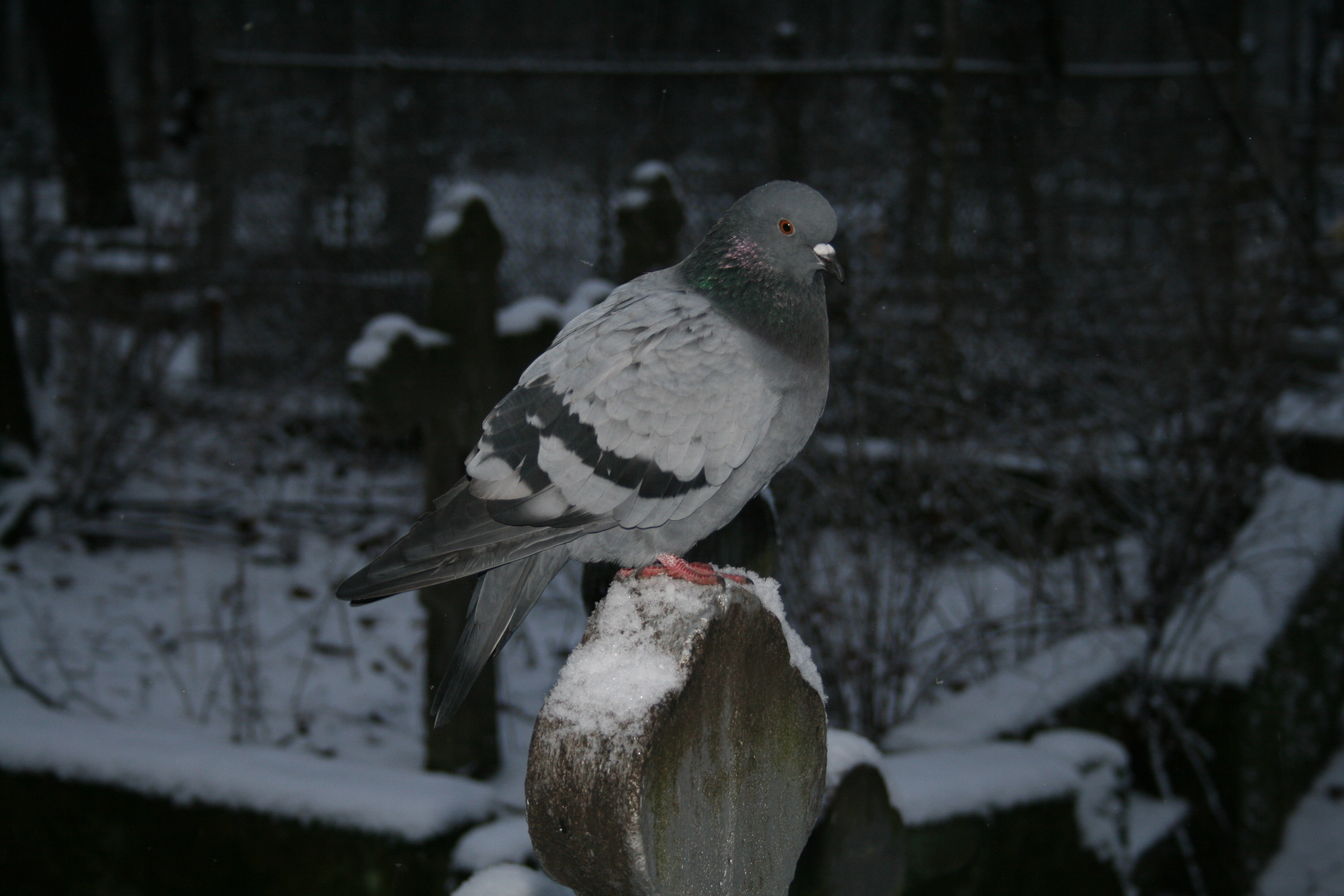 black and gray pigeon