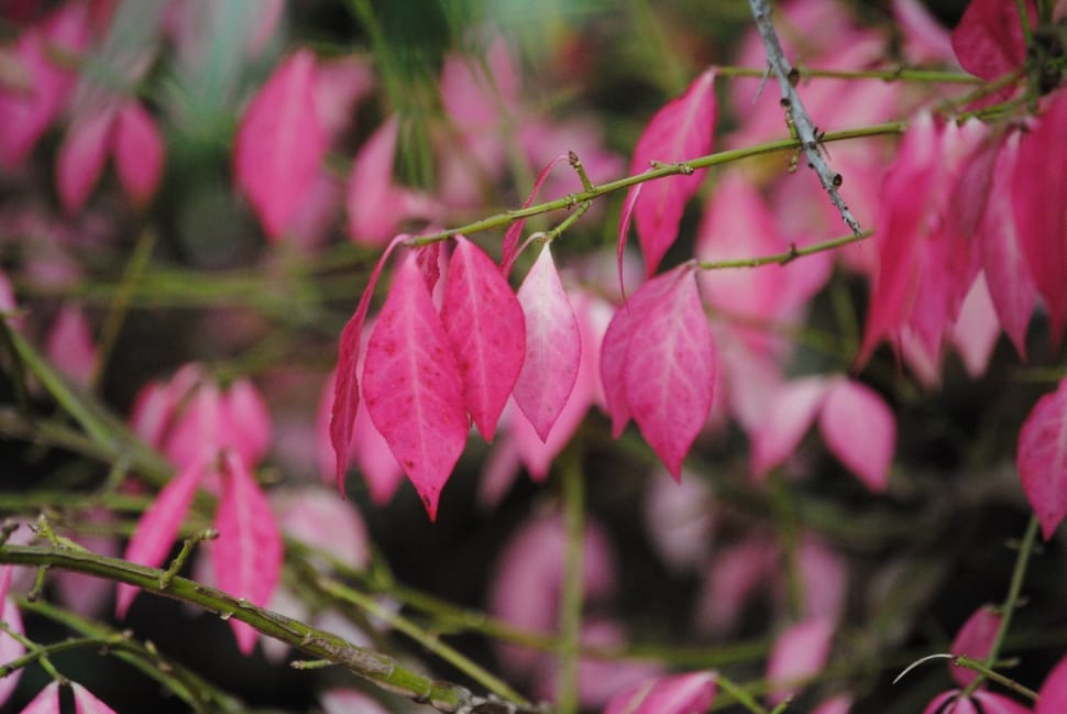pink leaves preview