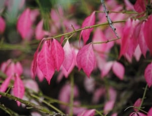 pink leaves thumbnail