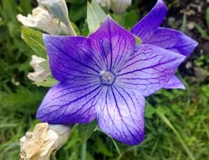 Gömbvirág, Blue, Plant, ,  thumbnail