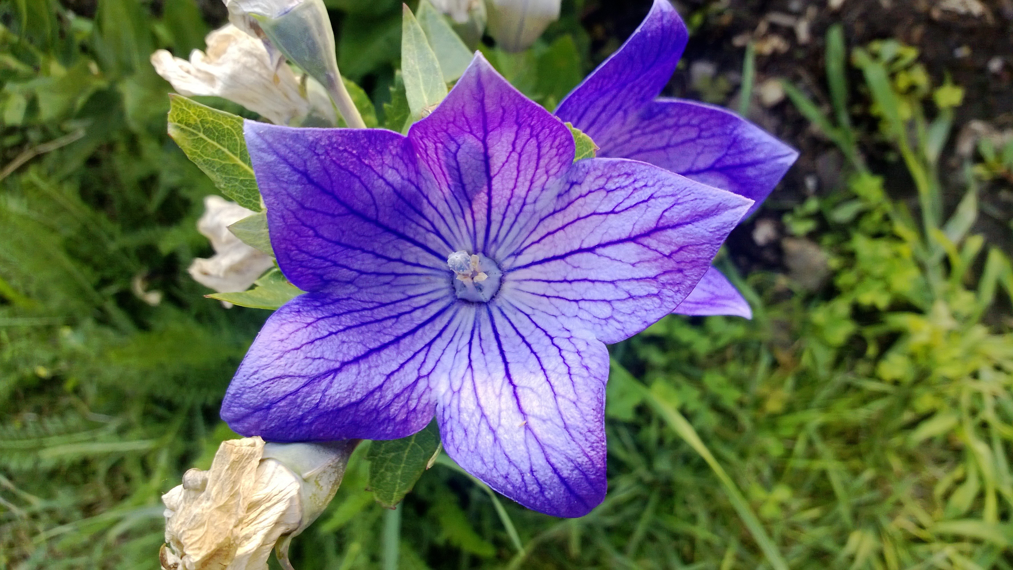 Gömbvirág, Blue, Plant, , 