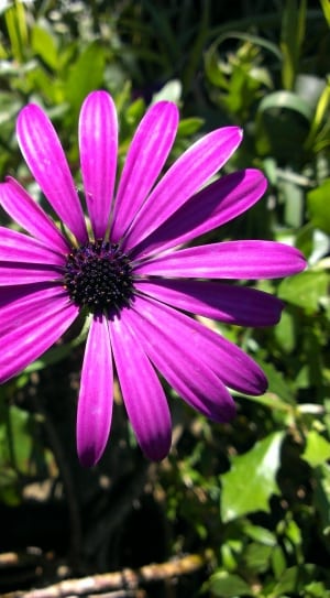 macro shot of purple flower on green leaves thumbnail