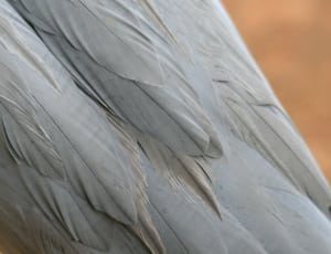 gray feather thumbnail