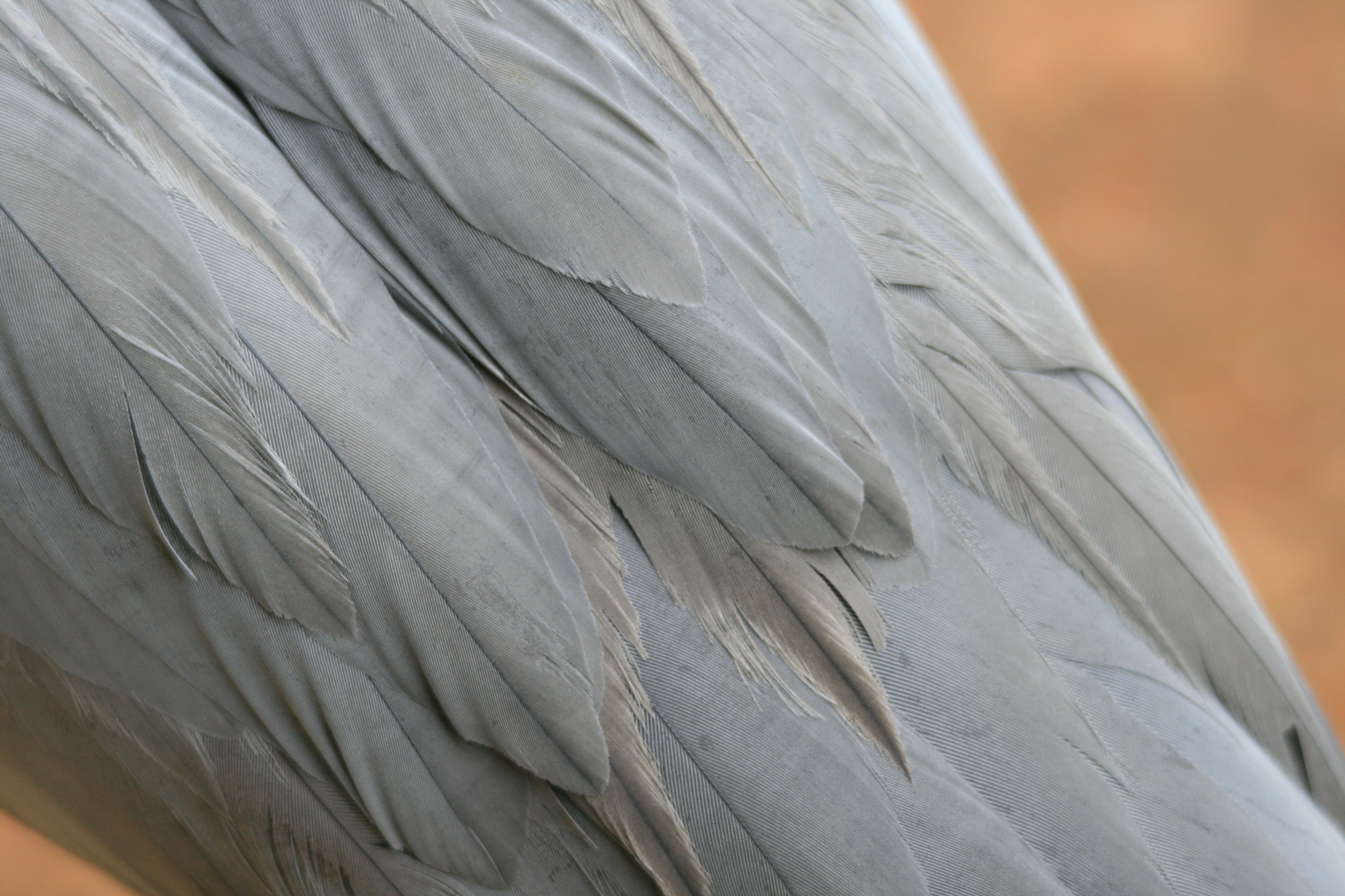 gray feather