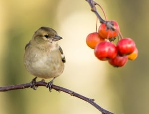 gray and brown bird on branch near red round fruits thumbnail