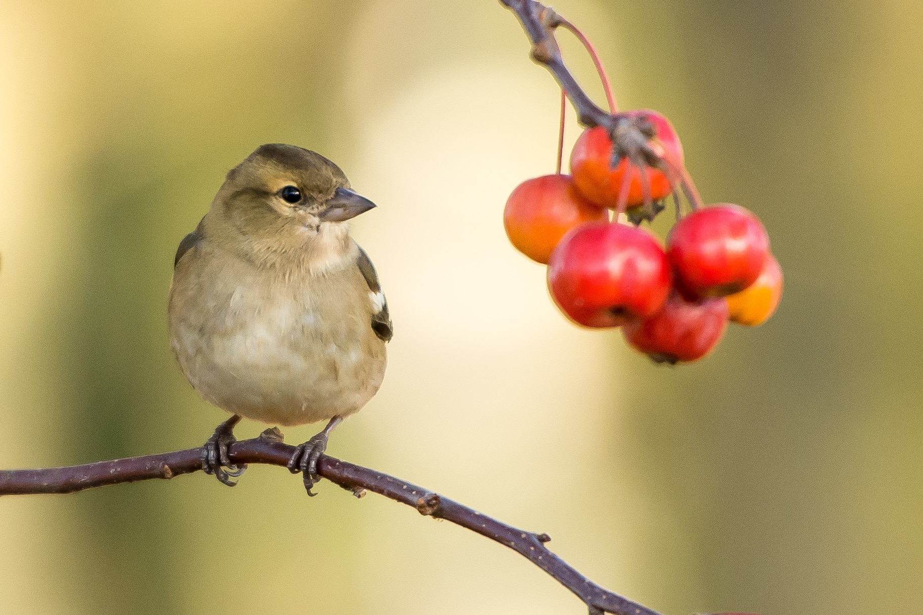 gray and brown bird on branch near red round fruits
