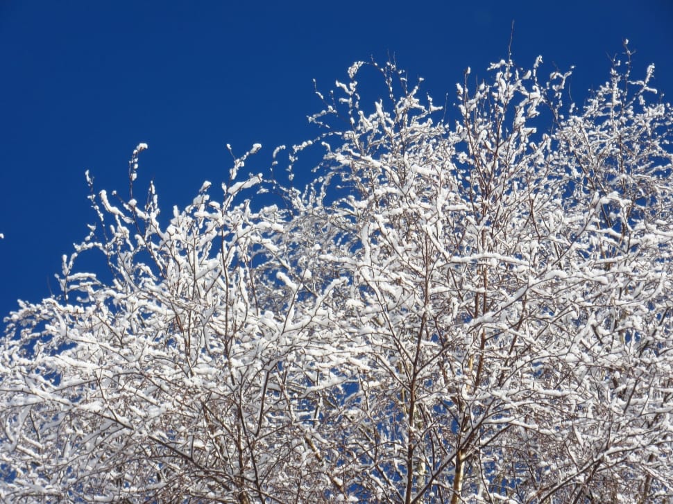 white tree preview