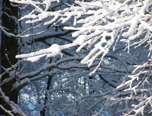 snow on trees thumbnail