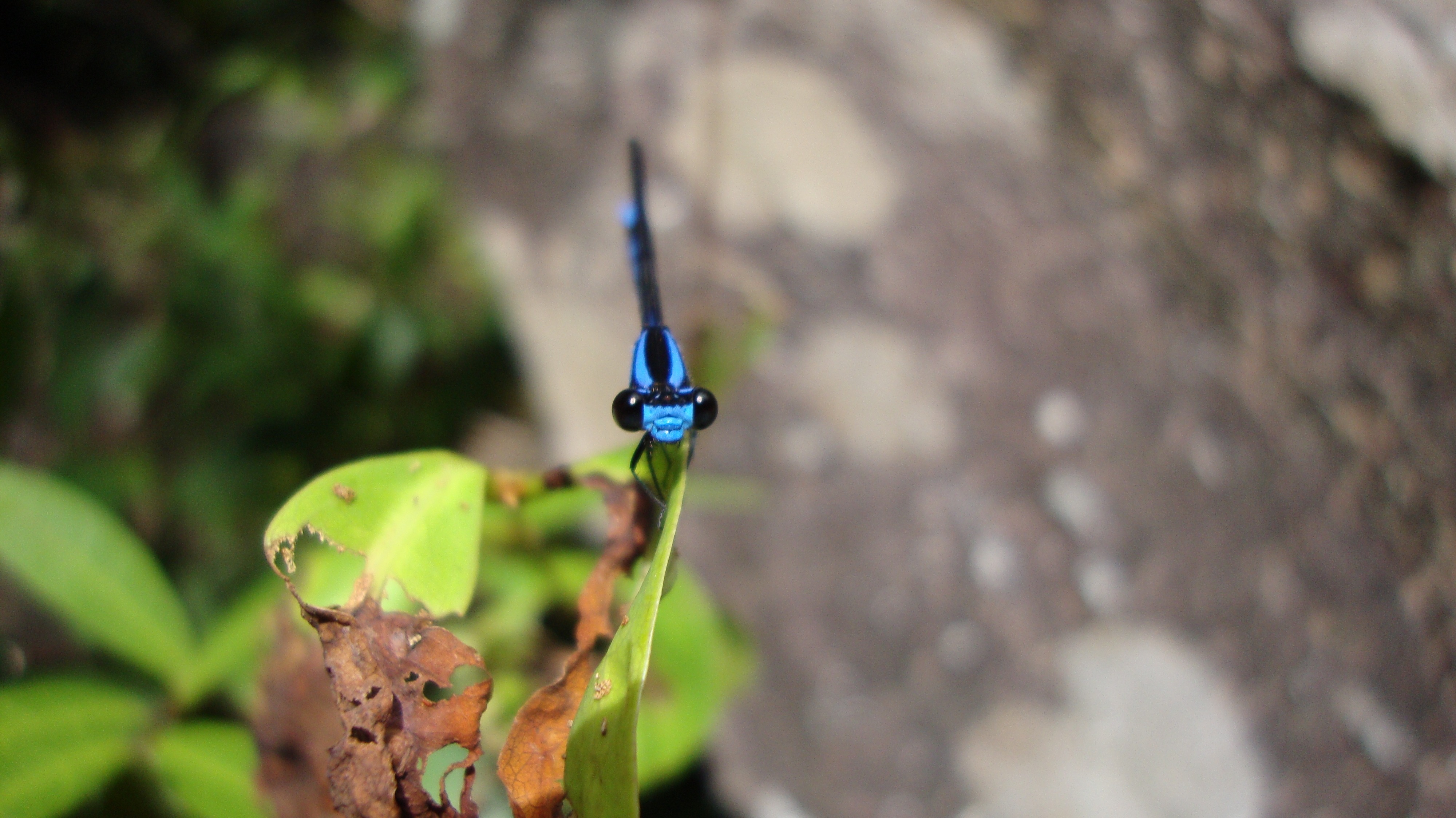blue and black dragonfly