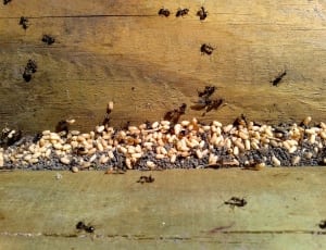 army of black ants thumbnail