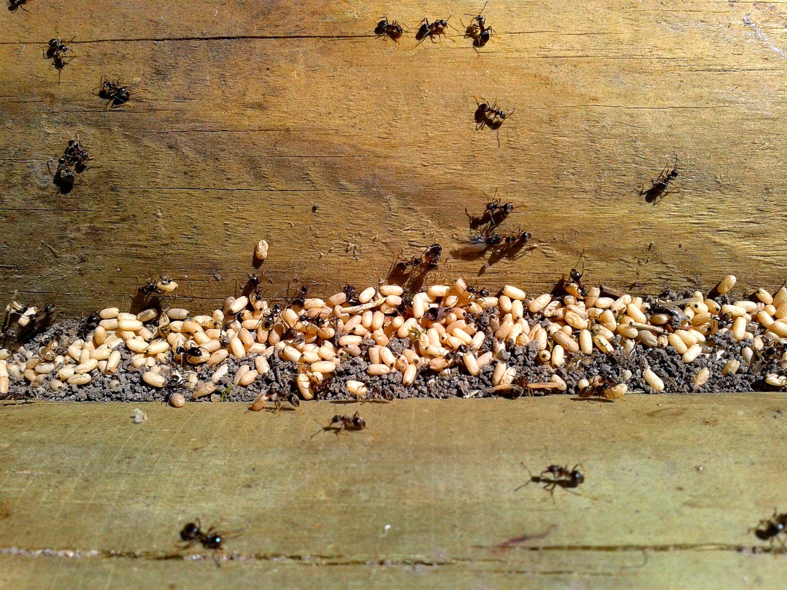 army of black ants