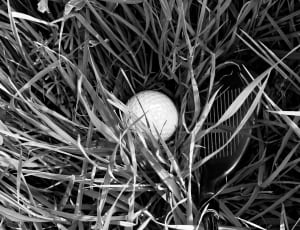 gray scale photography of golf ball on grass thumbnail