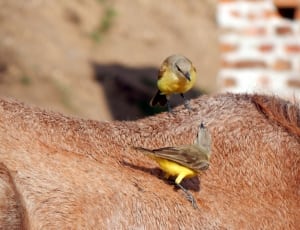 close up photo of two yellow birds thumbnail