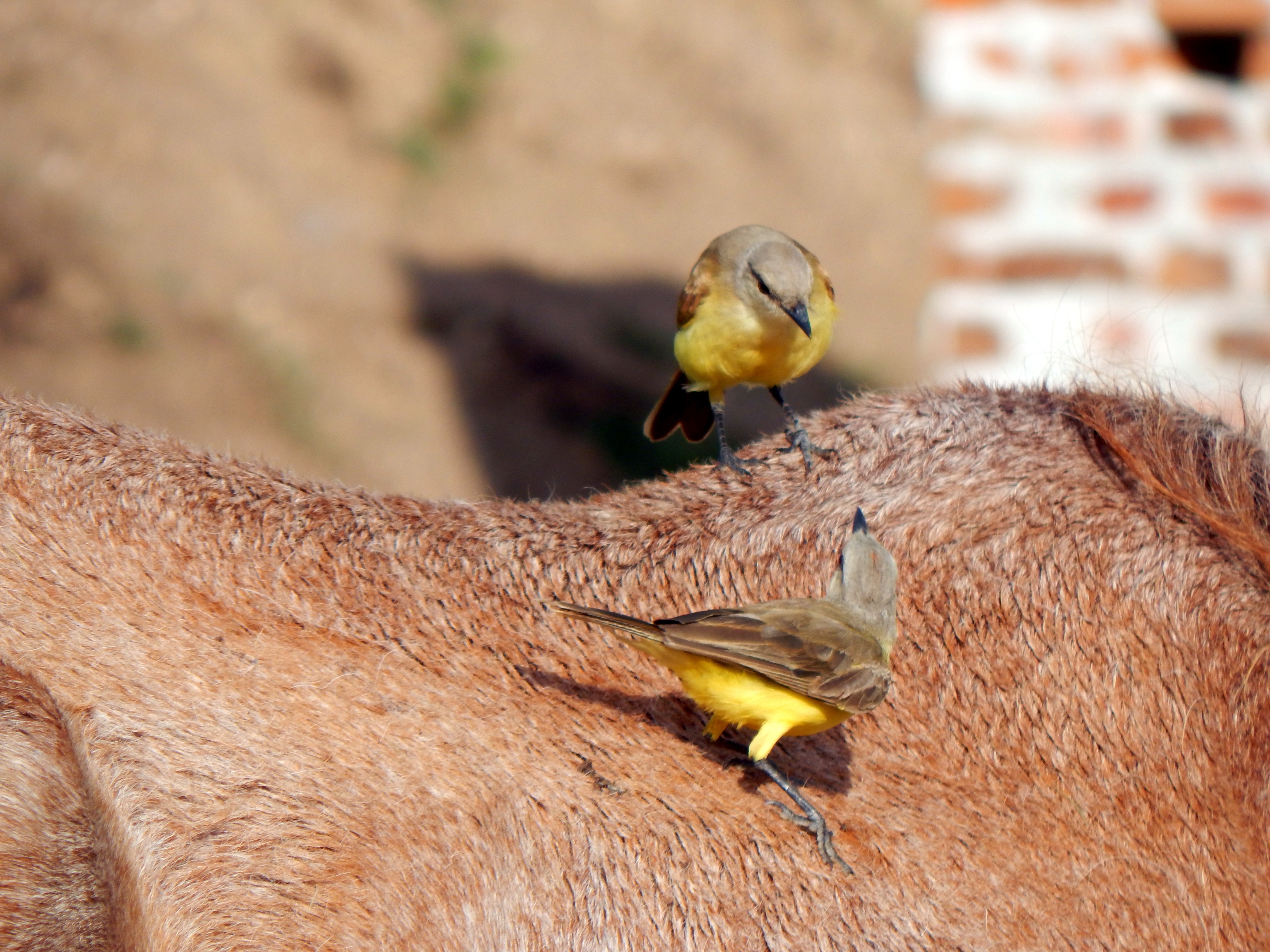 close up photo of two yellow birds