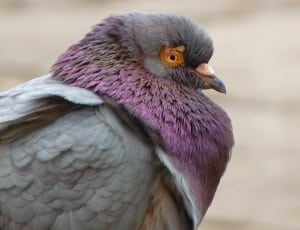 gray and purple pigeon thumbnail