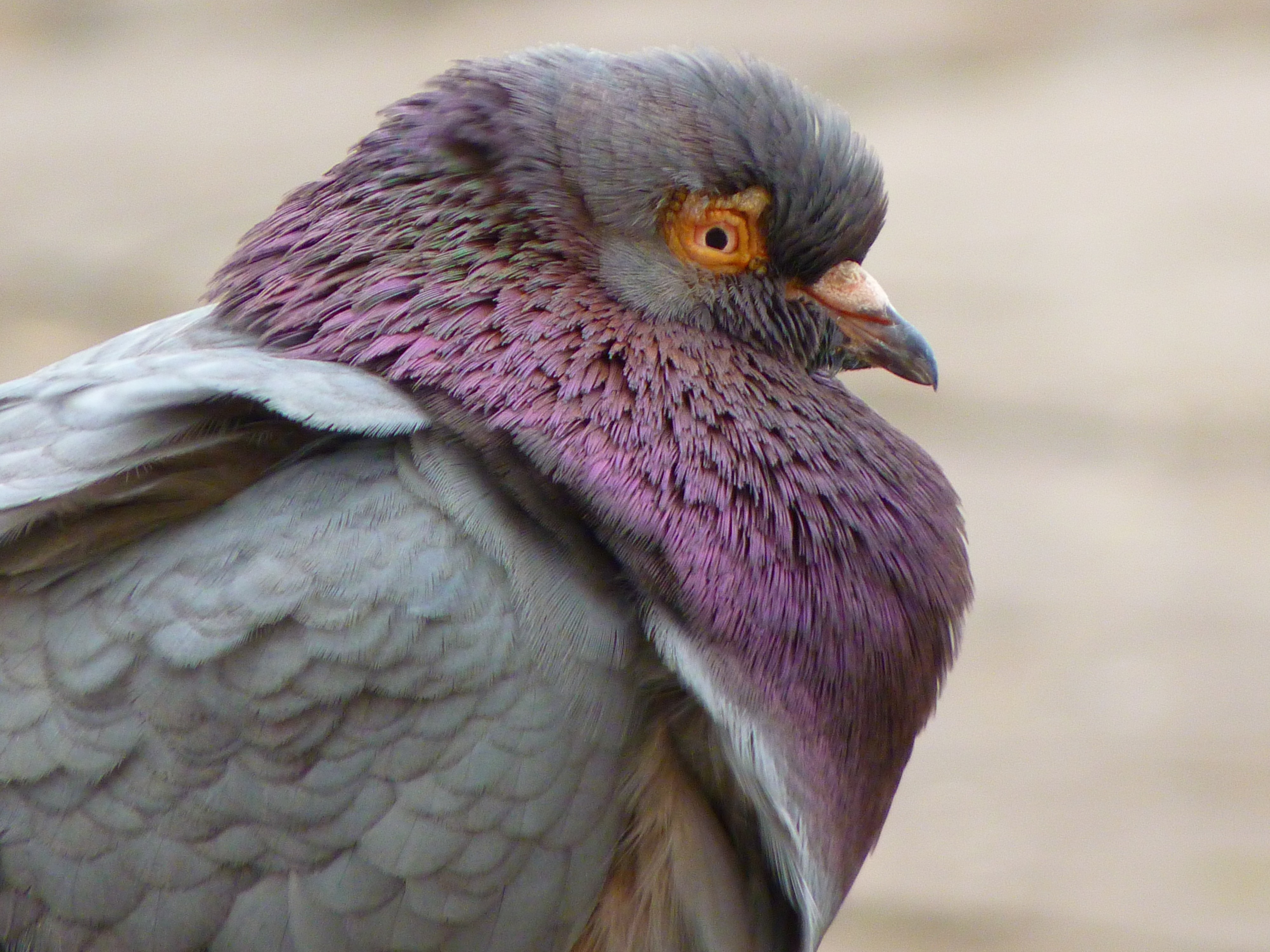 gray and purple pigeon