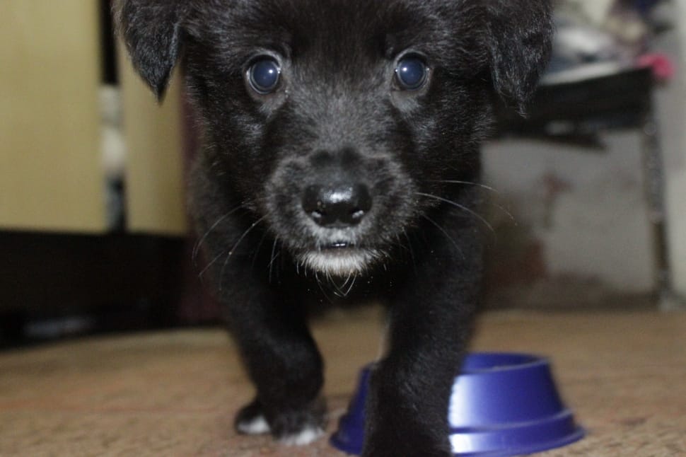 close up photo of black labrador retriever puppy preview
