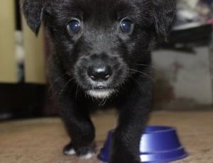 close up photo of black labrador retriever puppy thumbnail