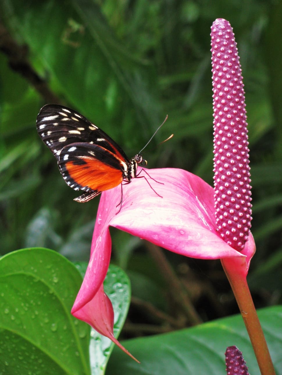monarch butterfly on pink flowe preview