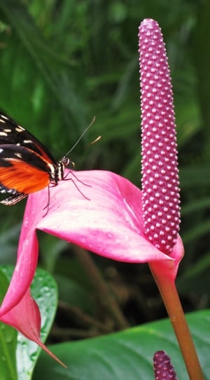 monarch butterfly on pink flowe thumbnail