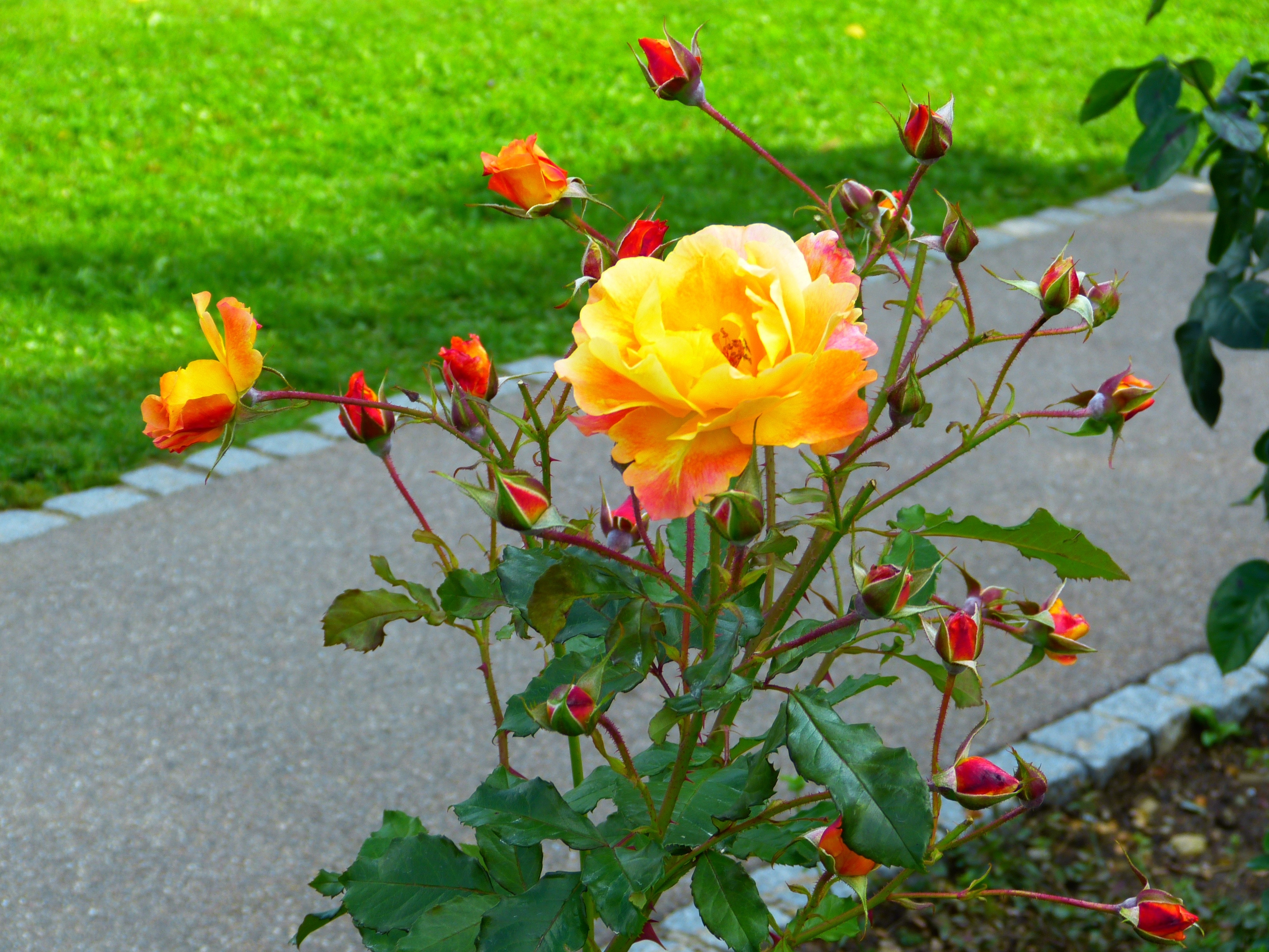 Почвопокровные розы желтые оранжевые