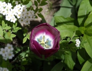 pink tulip flower thumbnail