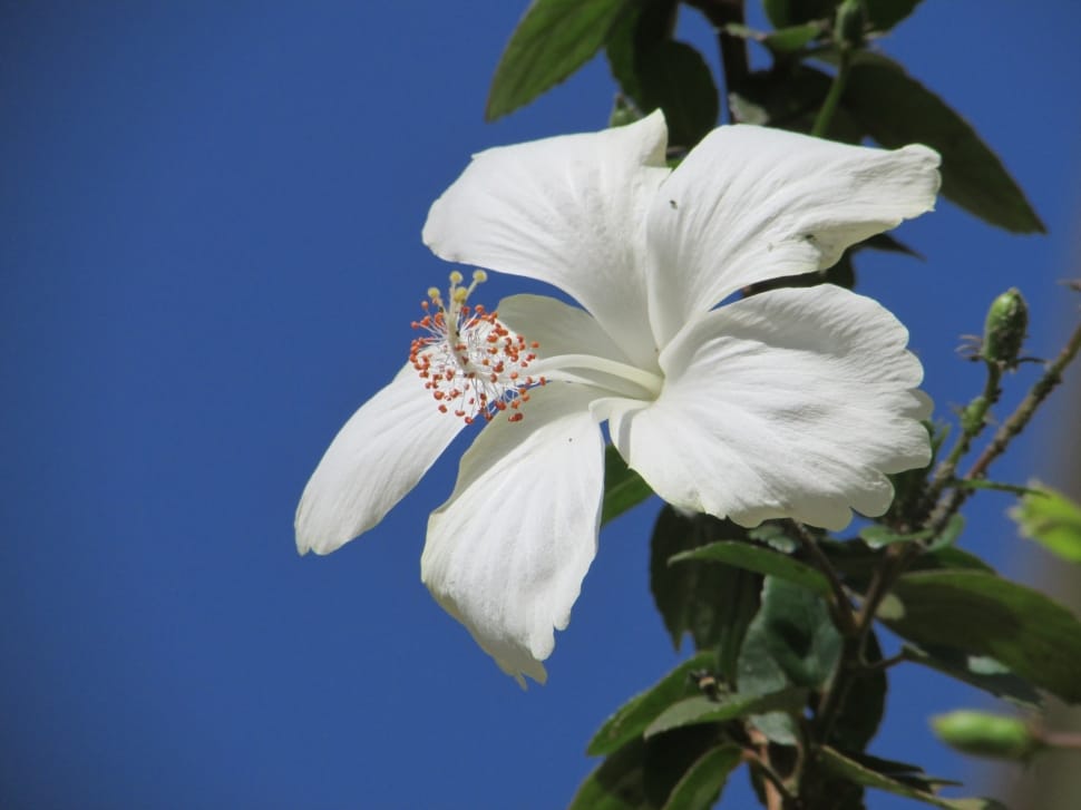 white hibiscus flower preview