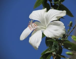 white hibiscus flower thumbnail