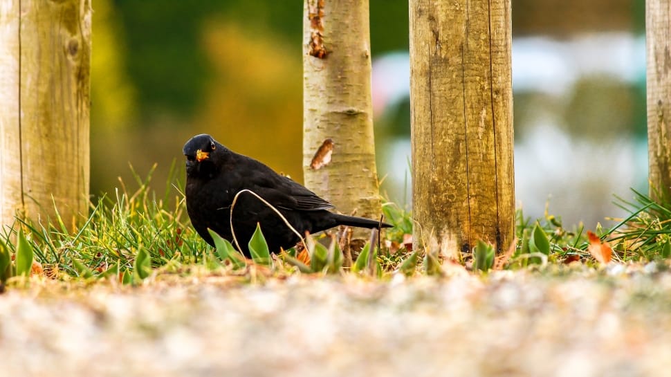 Blackbird, Black, Animal, Bird, Feather, one animal, animal preview