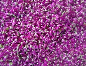 purple-and-white petaled flowers thumbnail