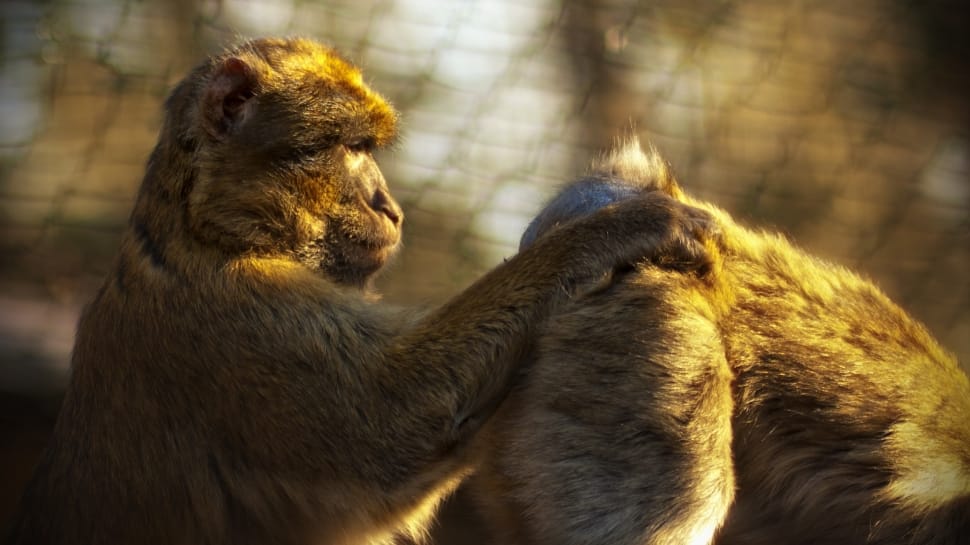 2 brown and white long coated monkey preview